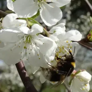 Hummel an Kirschblüte