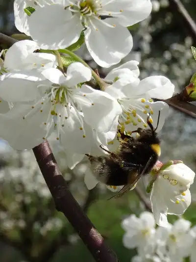Hummel an Kirschblüte