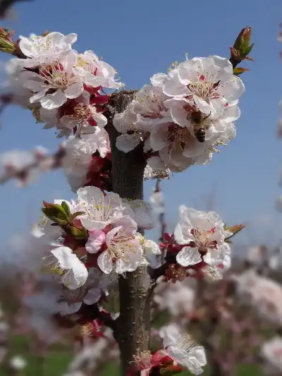 Aprikosenblüte